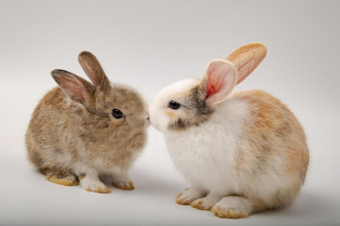 foto Nassim Soleimanpour / 369 gradi White Rabbit, Red Rabbit